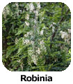 Robinia